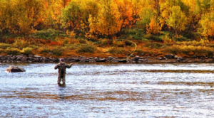 Fly fishing the Blackfoot River