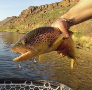 Owyhee River Fly fishing trip