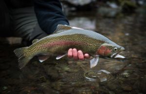 fishing trout